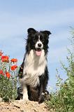 BORDER COLLIE 430